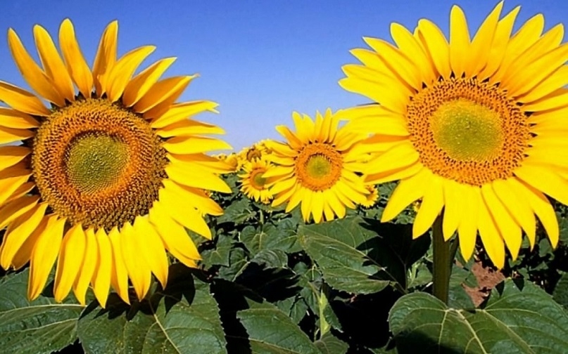 At the end of the season, processing volumes decrease, and sunflower prices increase