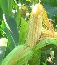 Цены на кукурузу в Чикаго возобновили падение