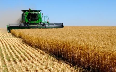 The rate of harvest of wheat in France is significantly lower than last year