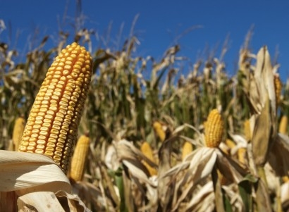 МСГ США збільшили світові прогнози щодо врожайності кукурудзи в новому сезоні