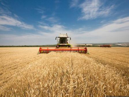 Ukraine threshed 90%, Russia 26% of the area under early grain