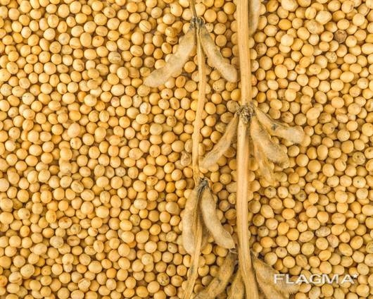 Soybean processing in Ukraine in 2024/25 MY will be a record due to increased supplies to the EU