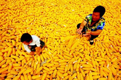 Україна залишається головним постачальником кукурудзи до Китаю