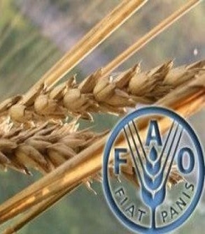 Попри стабільне зростання протягом більшої частини року Індекс продовольчих цін ФАО у 2024 р залишився нижчим, ніж у 2023 р