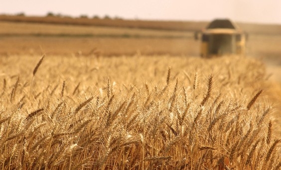 Wheat prices rose sharply amid the forecast of a reduction in production in the United States