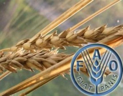 ФАО підвищила прогноз виробництва зерна до 2,627 млрд т