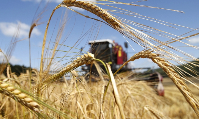 Wheat prices on the stock exchanges are falling, but the physical markets remain stable