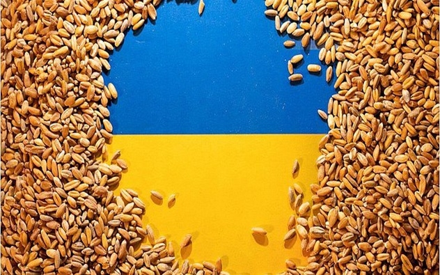 Експерти УЗА знизили прогнози виробництва зернових та олійних культур в Україні