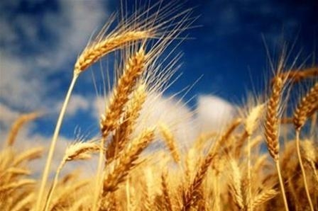 Пшеница в США и Украине дорожает