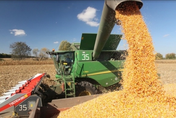 Corn prices grow before the release of the updated balance USDA