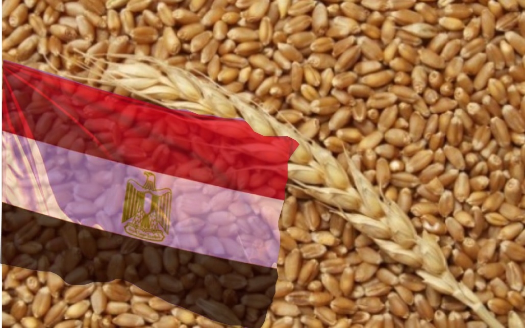 European wheat again won the Russian wheat at the tender in Egypt