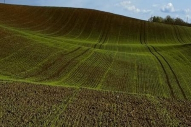 В Україні посівні площі під озиминою врожаю 2016 року зменшено на 13 %