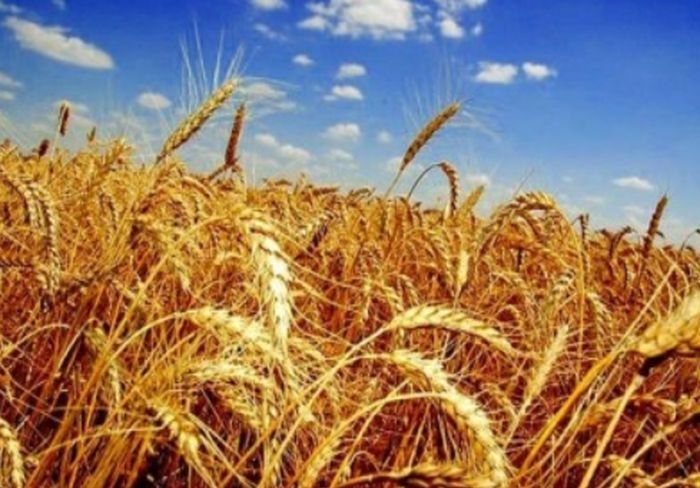 Wheat prices were supported by positive news on the market