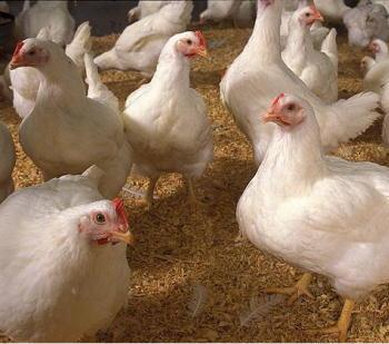 Украина наращивает экспорт птичьего мяса