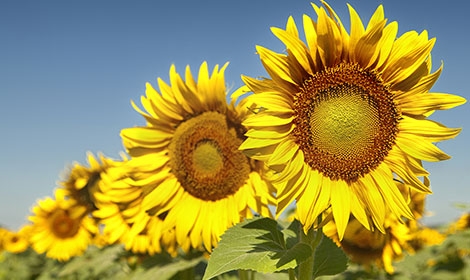 Спекотна погода несприятливо впливає на посіви європейського соняшнику