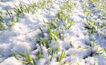 The current condition of winter crops is better than last year