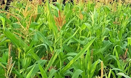 The August weather increases yield of corn and soybeans