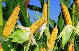 Ціни на кукурудзу в Україні опускаються слідом за зниженням котирувань у США