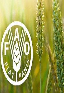 Індекс світових цін ФАО на зерно продовжує опускатися, тоді як на рослинні олії зростає 