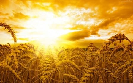 Тепла погода в США штовхає ціну пшениці догори