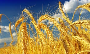 MARS experts have increased the yield forecast for soft wheat and rapeseed in the EU