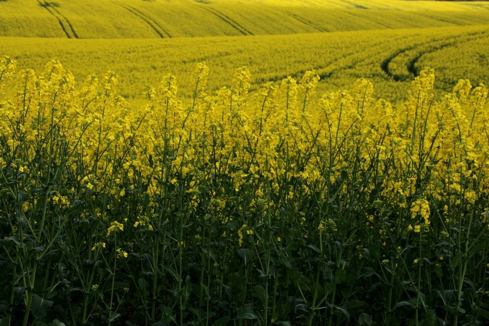 Ціни на ріпак в Україні залишаються на високому рівні за підтримки прогнозів зменшення урожаю сої та соняшника