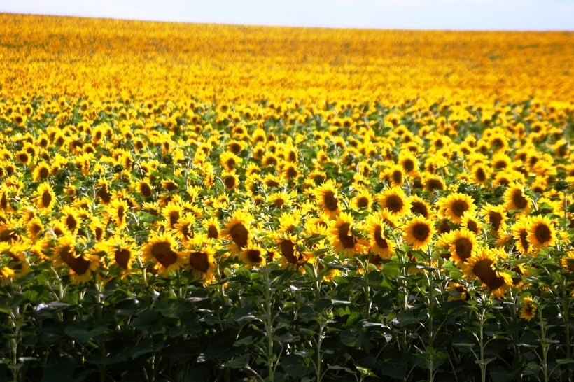 Україна та Росія вже зібрали третину врожаю соняшника