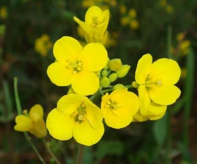 The price of rapeseed has increased over the sudden cold snap