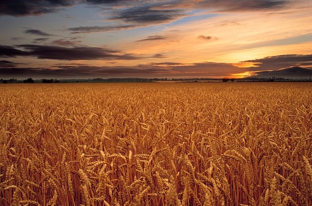 Пшениця в США зросла за підтримки ринку кукурудзи