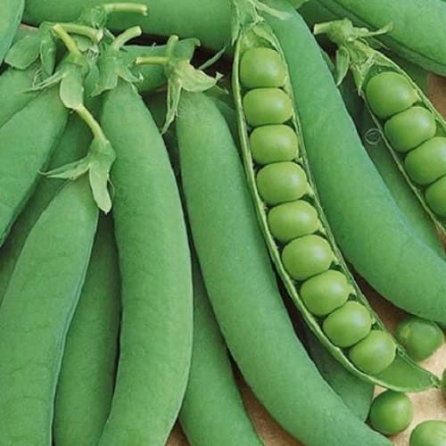 Export demand and prices for peas in Ukraine are growing, but competition in new markets is intensifying 