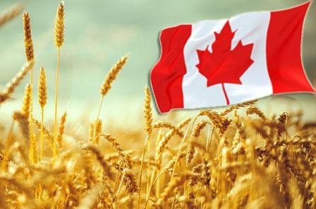 Урожай в Канаді буде менше, ніж очікували 