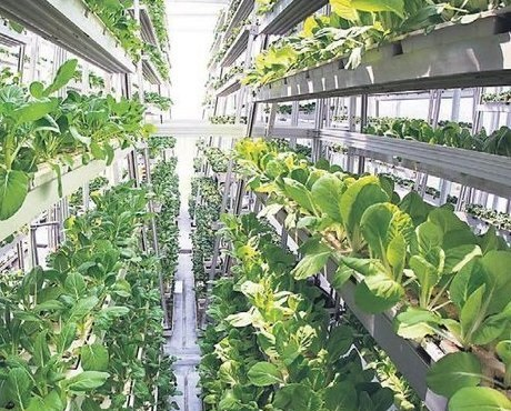 The vertical farm will be Plenty to collect 2 thousand tons of vegetables with 3 ha