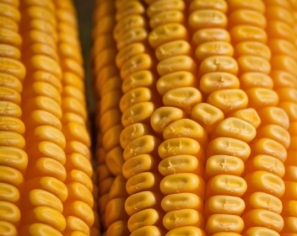 Кукурудза в США дорожчає