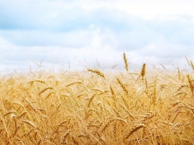 Пшениця подорожчала внаслідок несподіваннх даних звіту USDA