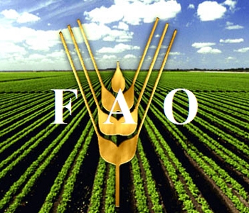 FAO підвищує прогнози світового виробництва пшениці на 2015 рік