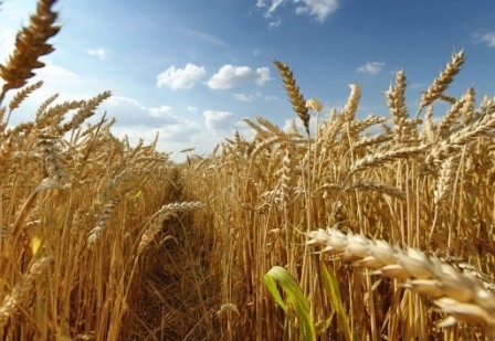 Wheat prices in the US are falling, but in Europe they are supported by speculators