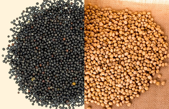 Митниця пояснила порядок сплати та звільнення від експортного мита на сою і ріпак