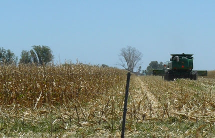 В Аргентині валовий збір кукурудзи зменшився на три мільйони тонн