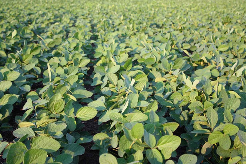 Oilseed prices fall for a record soybean crop