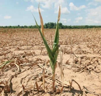 Погода створює ризики для посівів в Україні та східній Європі