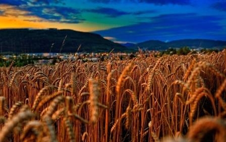 Пшениця в Чикаго дешевшає слідом за кукурудзою