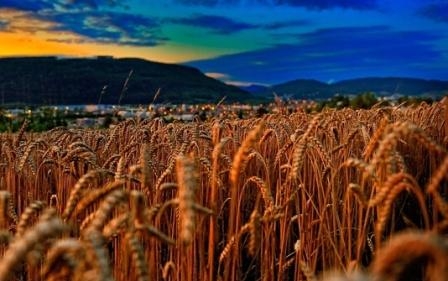 Wheat in Chicago is cheaper after the corn