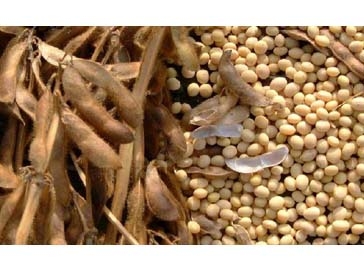 Analysts Conab cut its forecast for the soybean crop in Brazil
