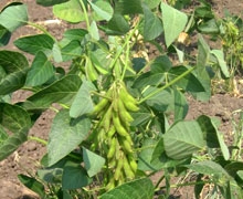 Chinese demand for soybeans support world prices