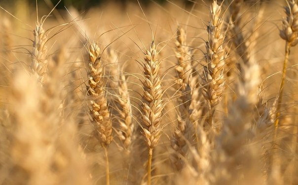 В поточному сезоні Україна зможе зібрати 26,5 млн. тон пшениці