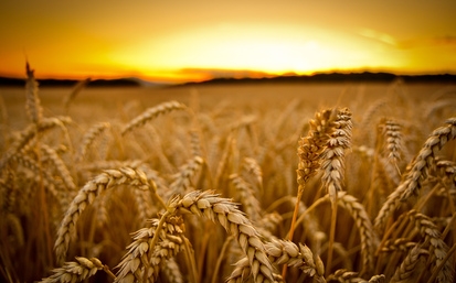 Негода в Європі штовхає догори пшеничні котирування