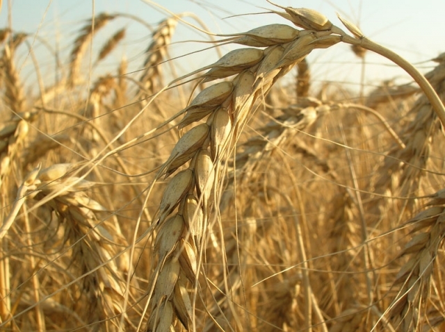 Котирування європейської пшениці падають від тиском майбутнього врожаю