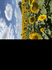 Shmagaylo Farm 