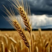 ФОП Арсенійчук Оксана Василівна