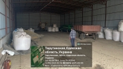 СФГ 